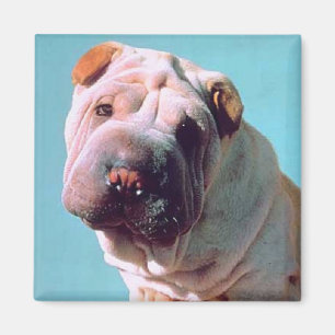 Chinese Shar-Pei Magnet