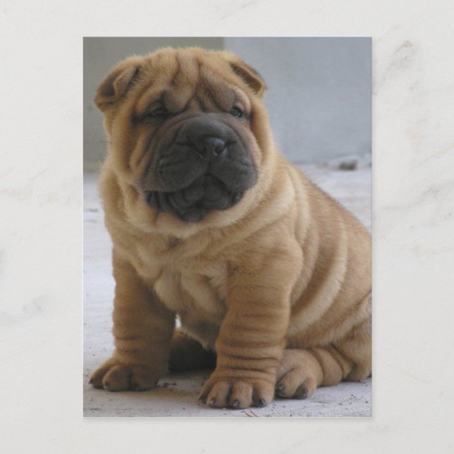 Chinese Shar Pei Postcard (Front)