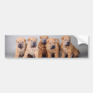 Chinese Shar pei puppies Bumper Sticker