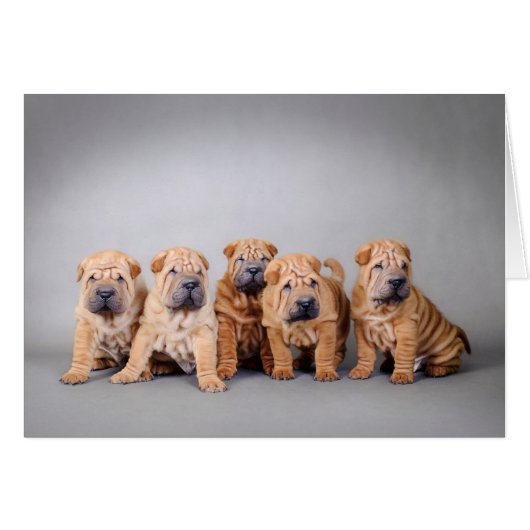 Chinese Shar pei puppies Cards (Front Horizontal)
