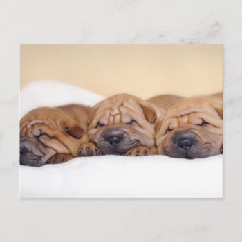 Chinese Shar Pei Puppies Postcard by petsArt at Zazzle