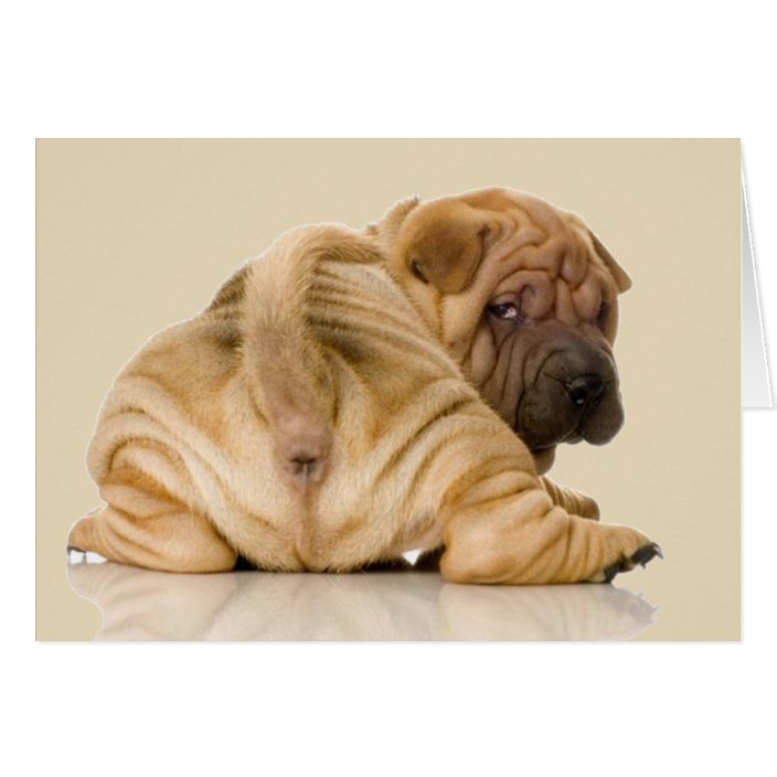 shar pei puppy