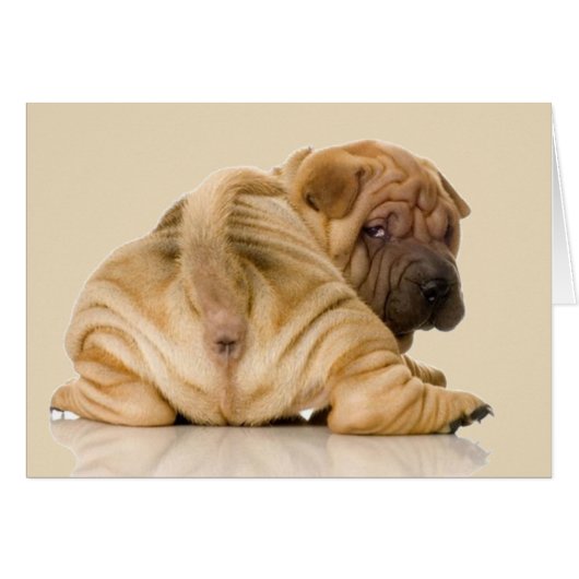 Chinese Shar-pei Puppy Dog Cards (Front Horizontal)