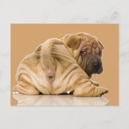Chinese Shar_pei Puppy Dog Postcard