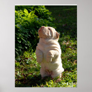 Chinese Shar-pei Puppy Poster