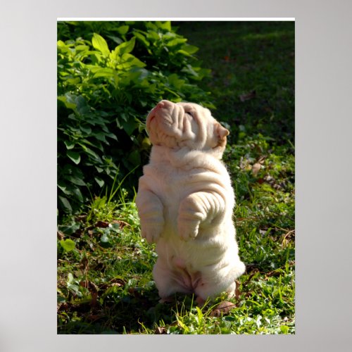 Chinese Shar_pei Puppy Poster