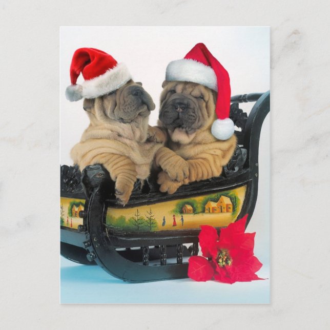 Chinese Shar pei with x-mas hats Postcard (Front)