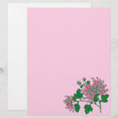 Chinese spider chrysanthemums, soft pink (Front/Back)