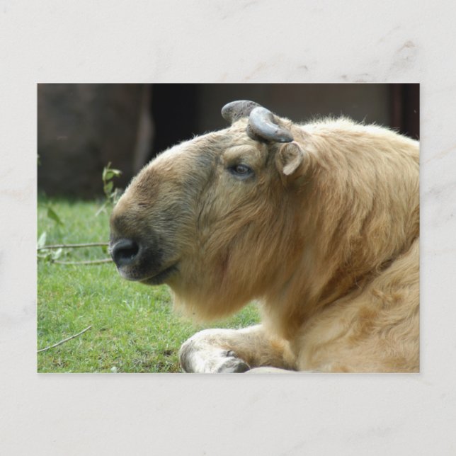 chinese-takin-4 postcard (Front)