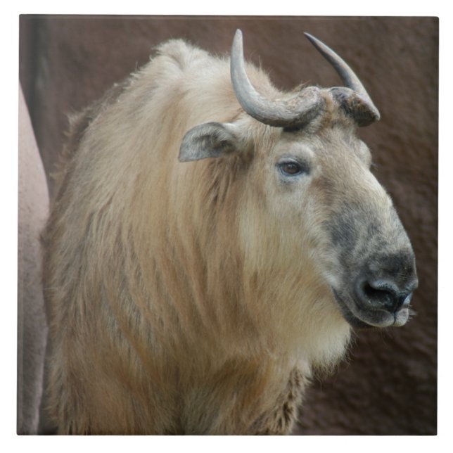 chinese-takin-5 ceramic tile (Front)