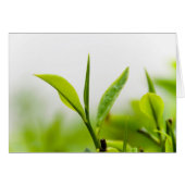 Chinese Tea Tree, "Bud and Two Leaves" (Shoot) (Front Horizontal)