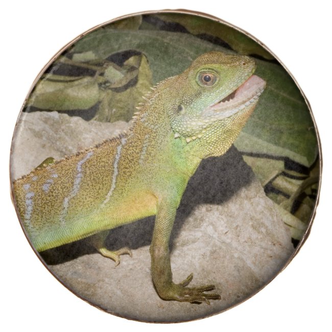 Chinese water dragon