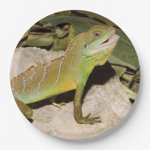 Chinese water dragon for lizard lovers paper plates