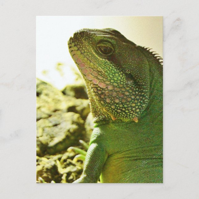 Chinese Water Dragon Postcard (Front)