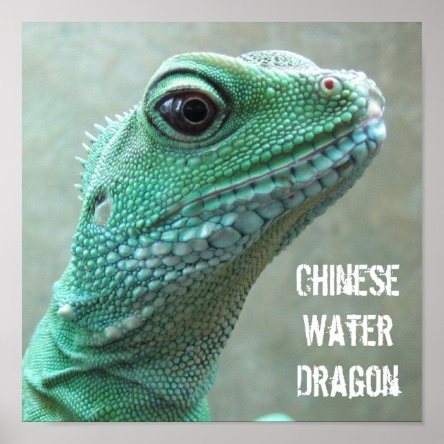 Chinese Water Dragon Poster (Front)