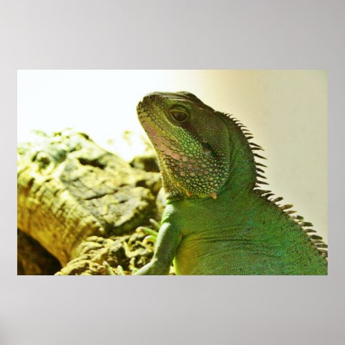 Chinese Water Dragon Poster