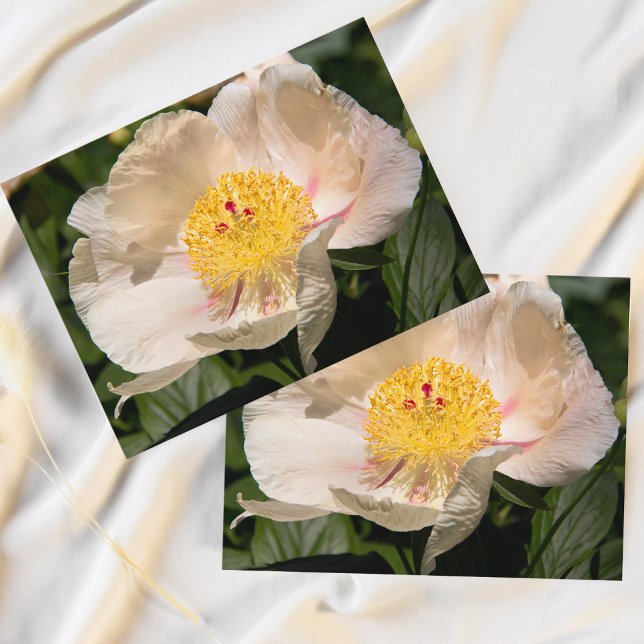 Chinese White Peony Postcard (Bring the serene beauty of spring indoors with this exquisite Chinese Peony postcard.)
