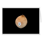 Chinese Ya Pear (Front Horizontal)