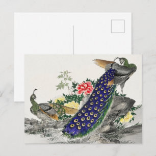 Chinoiserie Blue Peacock Pink Peony Botanical Art Postcard