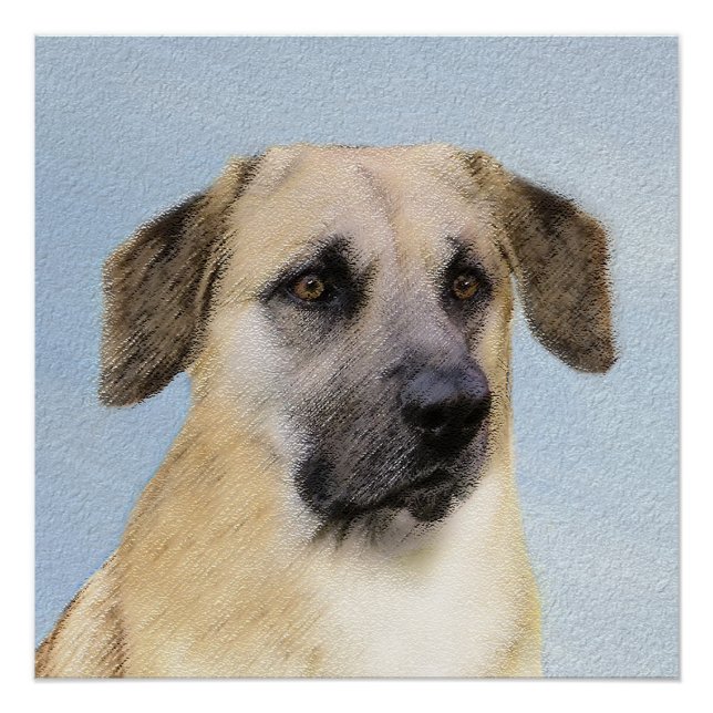 Chinook (Dropped Ears) Painting - Original Dog Art Poster (Front)