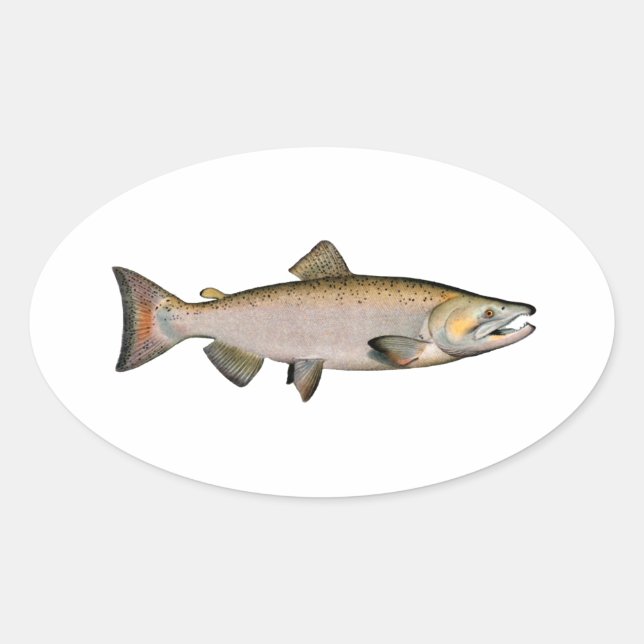 Chinook - King Salmon (spawning phase) Oval Sticker (Front)