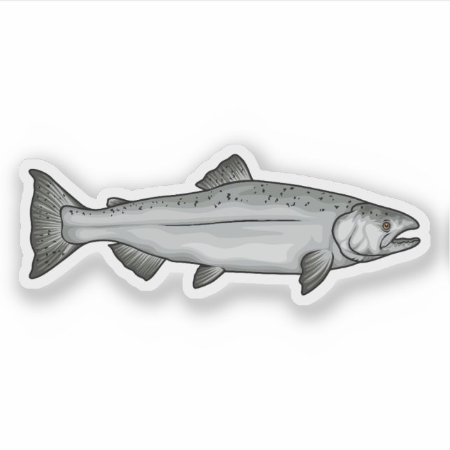 Chinook Salmon Ocean Phase illustration Sticker (Front)