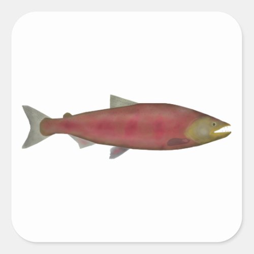 Chinook Salmon _ Spawn Phase Square Sticker