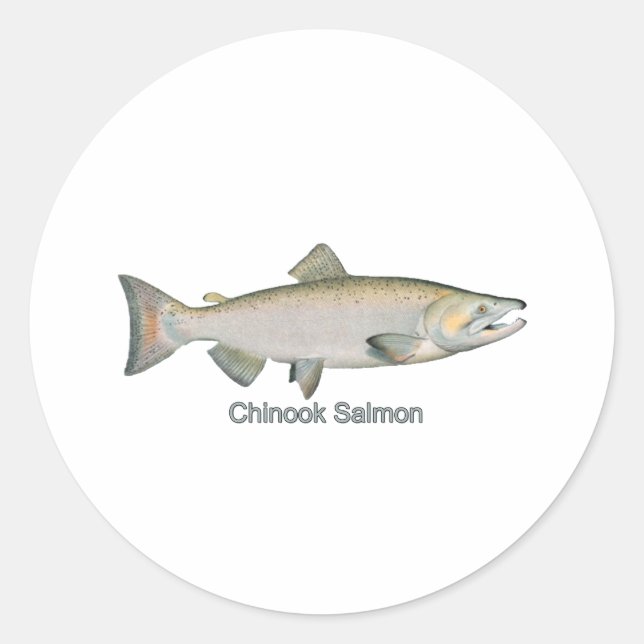 Chinook Salmon (titled) Classic Round Sticker (Front)