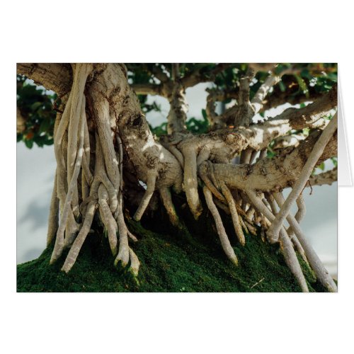 Chinsese Banyan Ficus Bonsai Roots