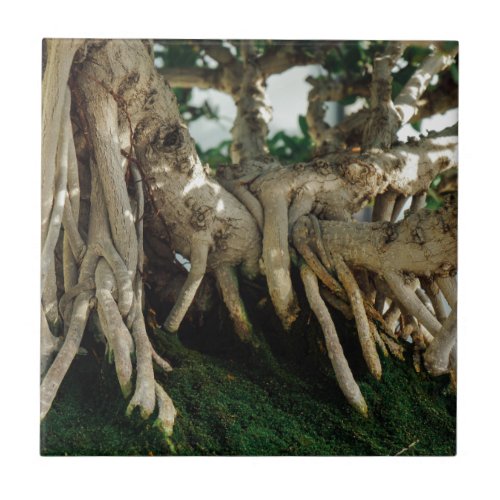 Chinsese Banyan Ficus Bonsai Roots Ceramic Tile