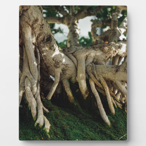 Chinsese Banyan Ficus Bonsai Roots Plaque