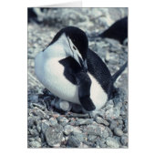 Chinstrap Penguin (Front)