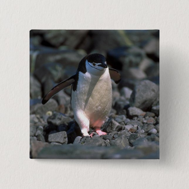 Chinstrap Penguin Button (Front)