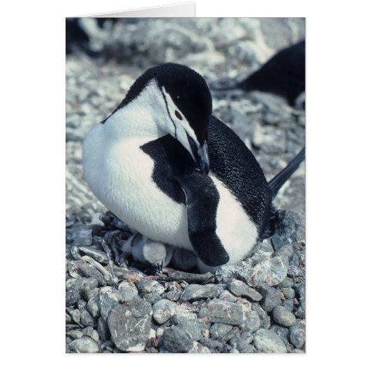 Chinstrap Penguin Cards (Front)