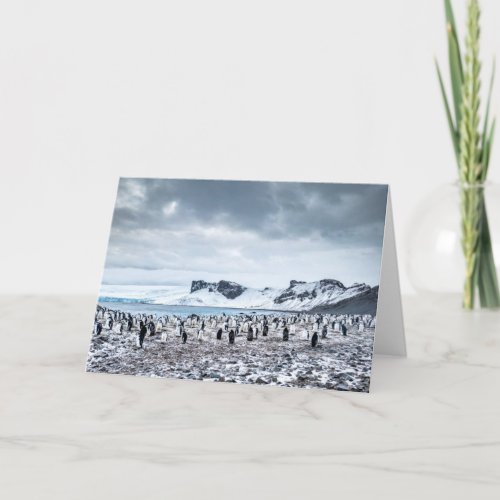 Chinstrap Penguin Colony Landscape Card