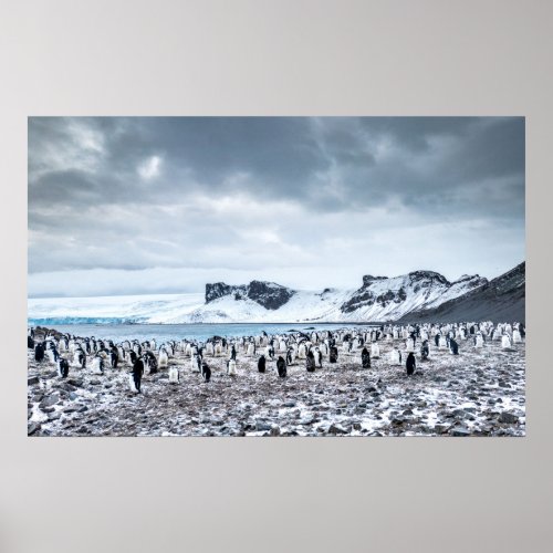 Chinstrap Penguin Colony Landscape Poster