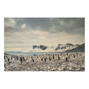 Chinstrap Penguin Colony Landscape Wood Wall Art