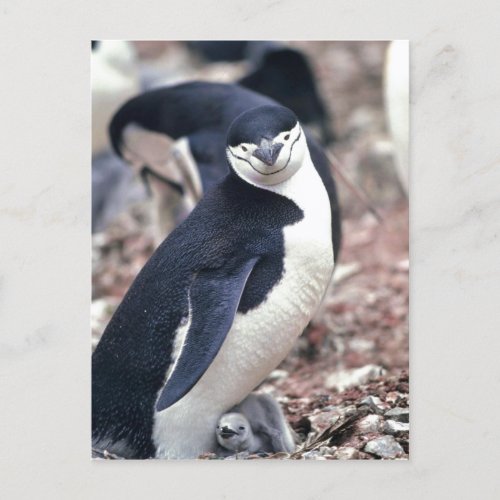 Chinstrap Penguin Manchot  jugulaire  Pygosceli Postcard