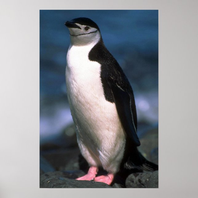 Chinstrap Penguin Poster (Front)