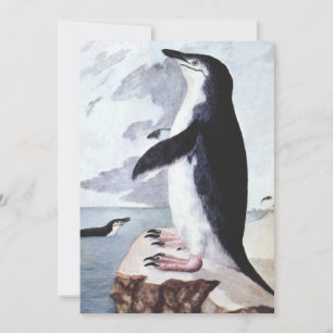 Chinstrap Penguin, Vintage Birds from Antarctica