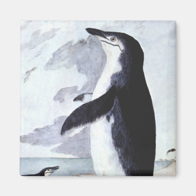 Chinstrap Penguin, Vintage Birds from Antarctica Magnet (Front)