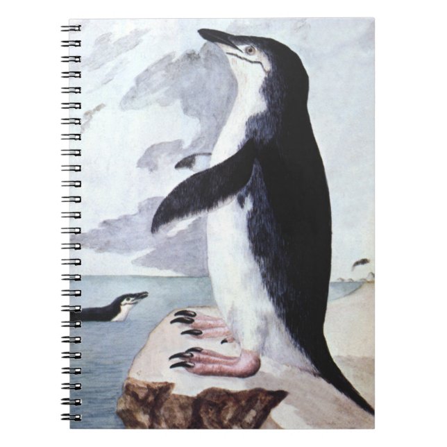 Chinstrap Penguin, Vintage Birds from Antarctica Notebook (Front)