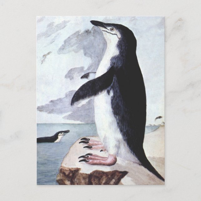 Chinstrap Penguin, Vintage Birds from Antarctica Postcard (Front)