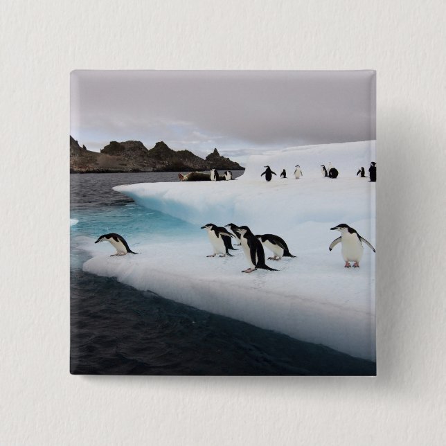Chinstrap Penguins Button (Front)