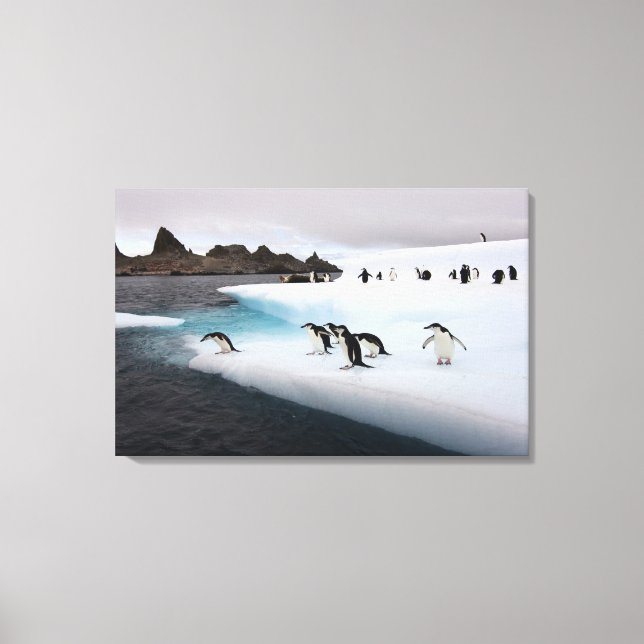 Chinstrap Penguins Canvas Print (Front)
