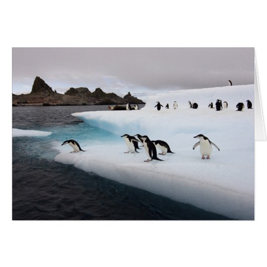 Chinstrap Penguins Cards (Front Horizontal)