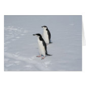 Chinstrap penguins (HM) card (Front Horizontal)