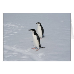 Chinstrap penguins (HM) card