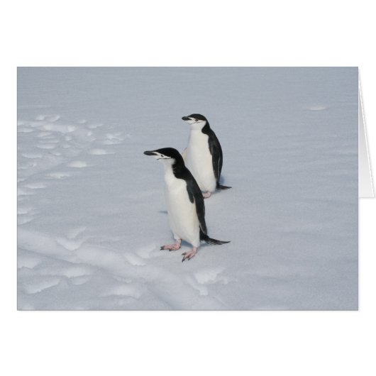 Chinstrap penguins (HM) card (Front Horizontal)