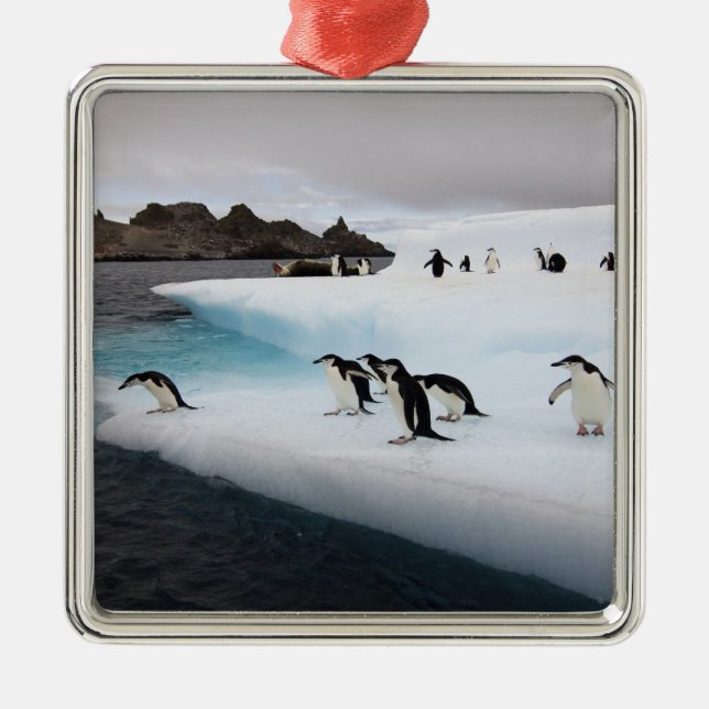 Chinstrap Penguins Metal Ornament (Front)
